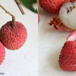 Lychee Milk Shake Recipe and an auction fundraiser for VSPCA